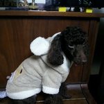 <b>일산</b>탄현부근 초코좀찾아주세요..