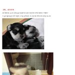 <b>고전</b>짤 3대 지랄견 총정리편