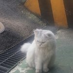 인천 남동구 <b>만수동</b>에서 고양이 잃어버리신 분!