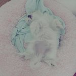 너무예쁜 우리집 막내