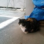 길고양이 엄마가 되어주실분 계신가요,,