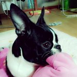 3,4일전에 강아지<b>망치</b> 소개드린 <b>망치</b>엄마입니다^^