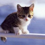 고양이vs강아지 귀여운거선택하고<b>가용</b>~~