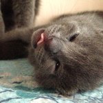 러블 상추냥판) 아가들 눈떴어요^^