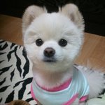 일본에 <b>슌스케</b>가 있다면 한국에는 꼽이가 있다!