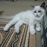 [래그돌냥이] 우리집 막내 개냥이 2