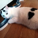 [냥판]<b>대두</b>김용배의 게으름의 끝을 보여주지! 음하하하