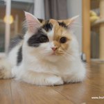 고양이풀 뜯는소리하고 앉아있네~(유봉이네판)