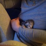 울 <b>꼬물</b>이들(긔염터짐)ㅋ