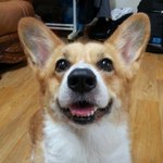 해 맑은 <b>웰시</b>코기 별이~ㅋ