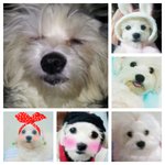 잘 <b>때</b> <b>코</b>가 커지는 우리 강아지 하콩ㅋㅋ