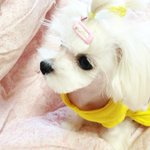 9개월된<b>레오</b>에두번째미용.^~