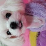 말티즈얼짱 <b>리나</b>