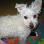 유기견에서 가족이 되기까지 (사진많아요)