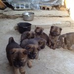 토실토실 진돗개 새끼강아지들