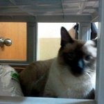 [냥판]우리와 <b>아리</b>이야기