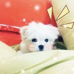 우리집 <b>귀염</b>둥이 흰둥이❤
