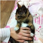 우리집 영원한 아기 <b>여울</b>이를 소개할게요!!!!