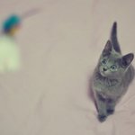 [<b>러블</b>냥판]러시안블루 좋아하시나요? <b>러블</b> 링고 이야기!