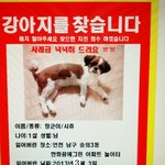 (사례금有)*강아지를찾습니다.* 인천분들 도와주세요!