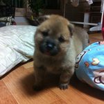 우리집 강아지 복실이 <b>복순</b>이