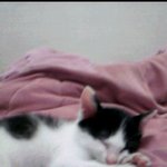 @지금까지의돼지고양이인생@(스크롤압박주의)