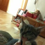 <b>귀요밍</b>두고양이들