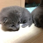 <b>러블</b> 상추냥판) 아가들 첫 나들이^^