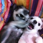 저희집 아들 딸을 소개합니다^^