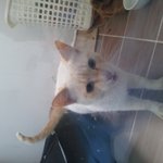 흰색에 주황꼬리 고양이 보호중