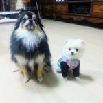 <b>예성</b>이가 키우는 강아지 두마리