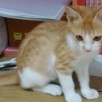 우리집털쟁이 김황고! 흐귝흐귝(스크롤압박사진多말도多)