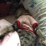 <b>귀요밍</b>두고양이들2