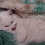 11살  노묘도 똥꼬발랄 할수있다