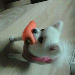 ******강아지를 찾습니다*******(포메라이언 화이트)