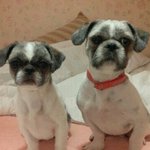 몽실사랑