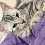 고양이계의 샤이니 <b>낭</b>낭군2