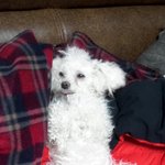 강아지 찾습니다 (대전) 꼭연락주세요ㅜㅜ