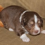 아만다 사이프리드개로 유명한 오스트레일리안 쉐퍼드!