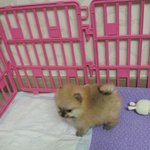 개판)재간둥이 포<b>메들</b>을 소개합니당 ++추가