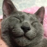 우리집냥이 수도리를 소개합니다~ ㅋㅋ