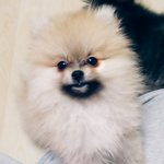 동영상추가)재간둥이 <b>포</b><b>메</b>들을 소개합니당2