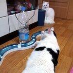 [냥판] <b>대두</b>김용배의 내 덩치를 보여주지ㅋㅋ