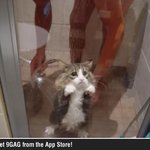 이건 미친짓이야 난 여기서 나가야겠어.... <b>절박</b>한 고양이