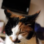 [냥판]똥고양이 <b>집사</b>길들이기<사진 너무많음>