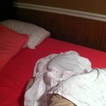 [냥이판] 우리집에 <b>하숙</b>하시는 아저씨