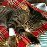 모든 집사들의 로망! 무릎고냥이을 소개합니다.. ㅋㅋ