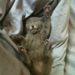 (개냥이)울집 재롱냥이 먼지가 나가신다~