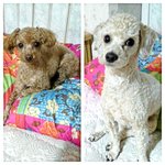 우디멍뭉이들(개판)