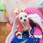 유기견에서 사랑스런 울 집 막둥이가된  울 딸기공쥬